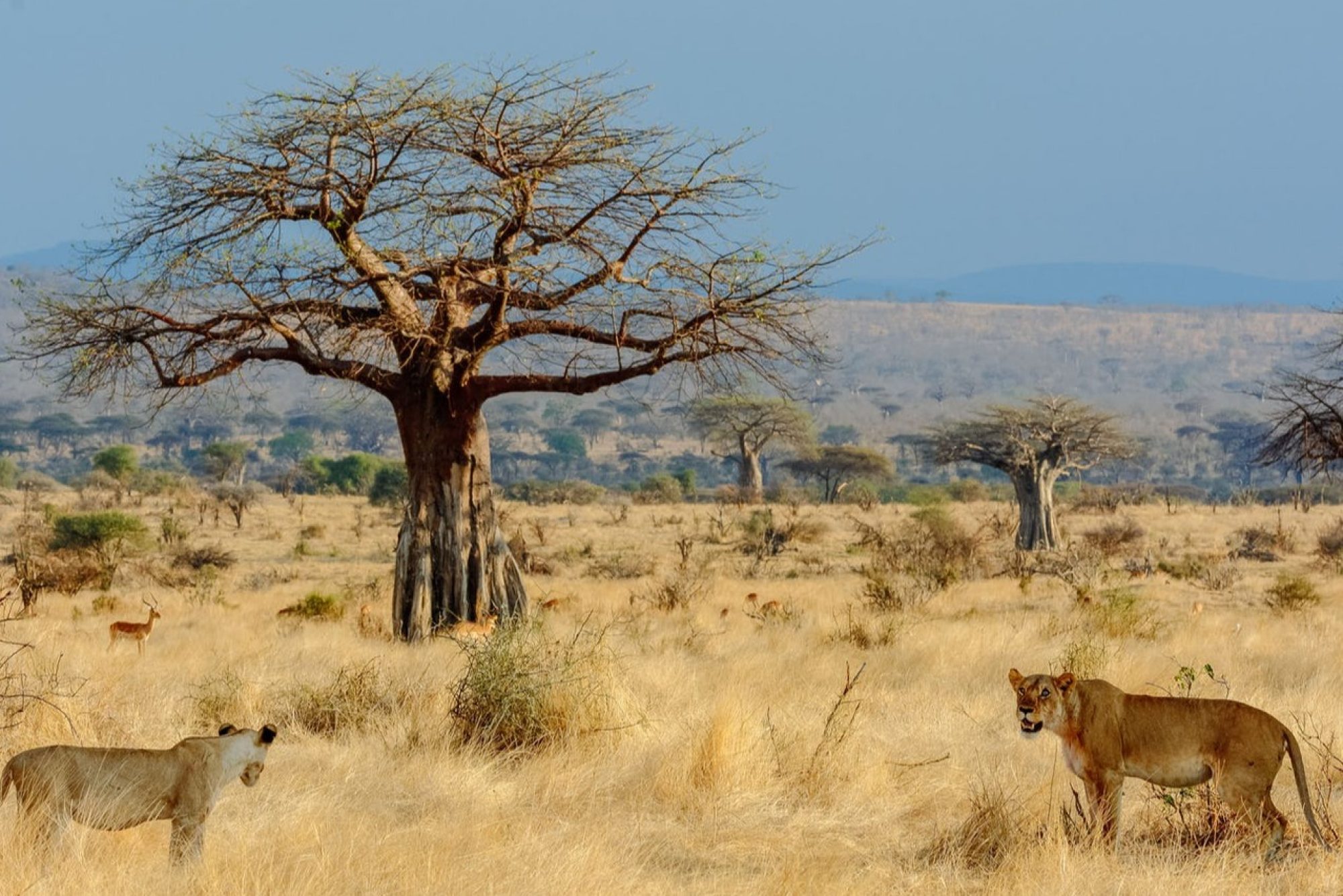 East Africa has a strong tourism product and a growing digital economy